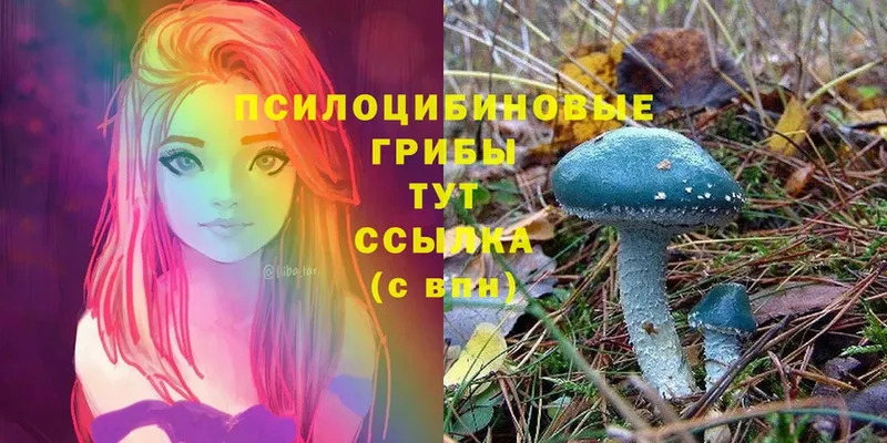 OMG   Заозёрный  Галлюциногенные грибы Psilocybe 